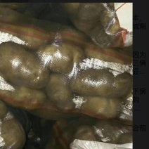 荷兰十五土豆精品3两以上