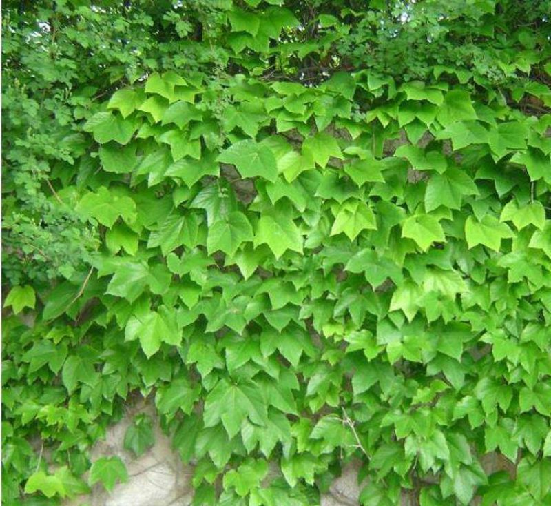 爬山虎美国地景三叶爬山虎五叶爬山虎山坡护坡