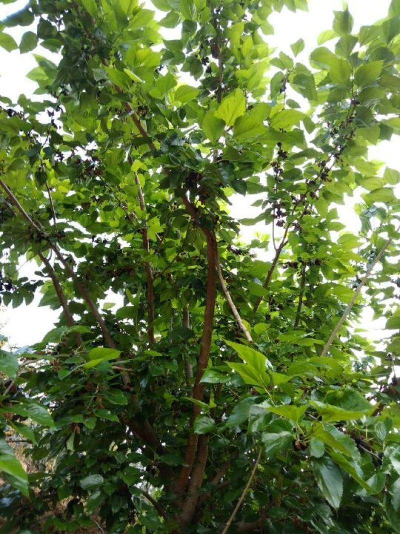 桑椹