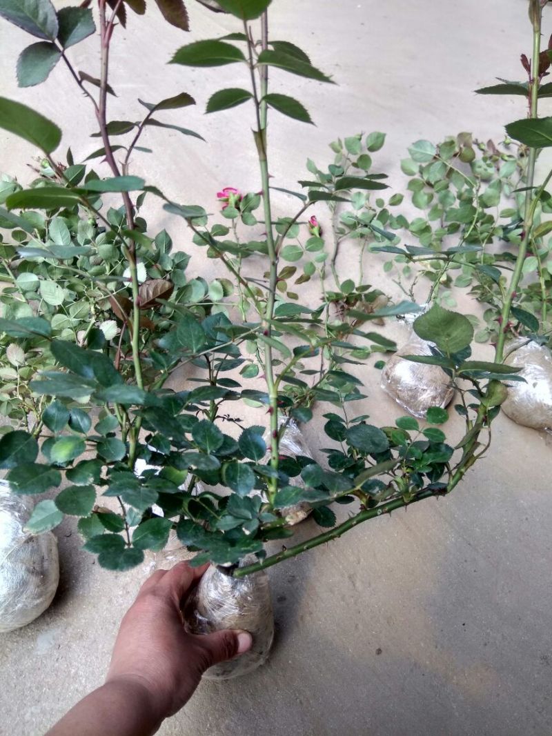 藤本月季50~60cm