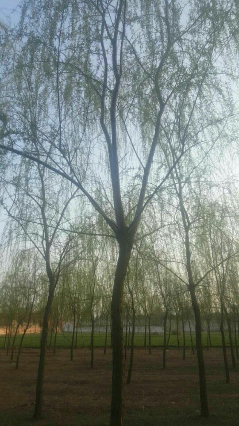 垂柳16~18cm12~14cm3.5~4米