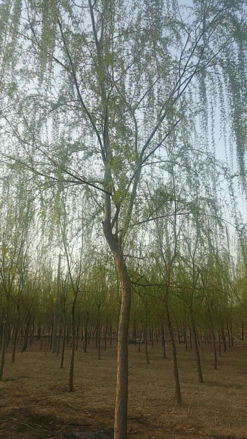 垂柳16~18cm12~14cm3.5~4米