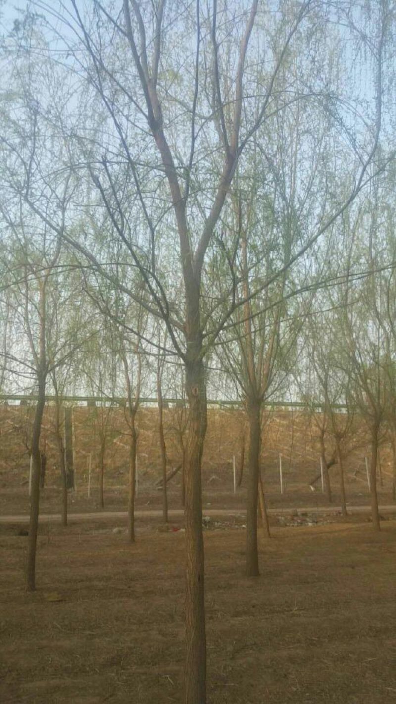 垂柳16~18cm12~14cm3.5~4米