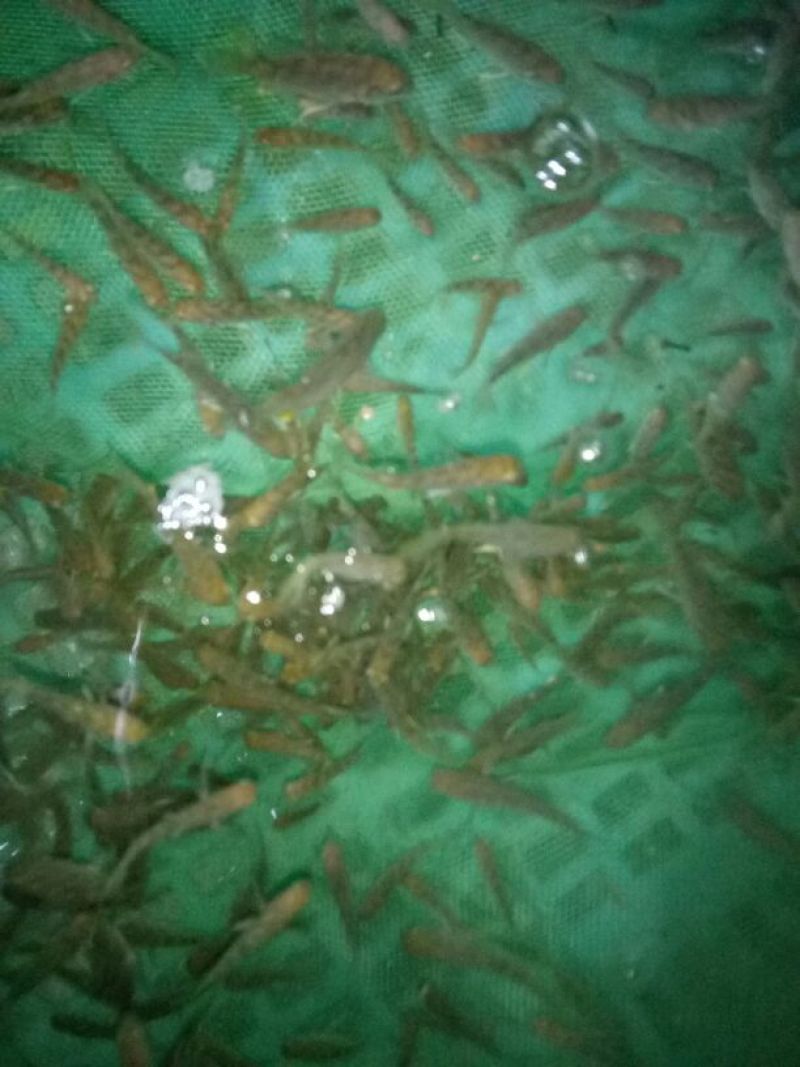 海鲈鱼鱼苗黄翅鱼苗