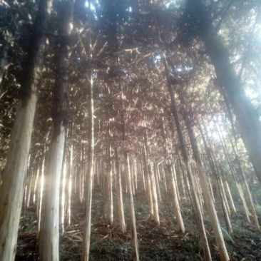 杉木原木建筑