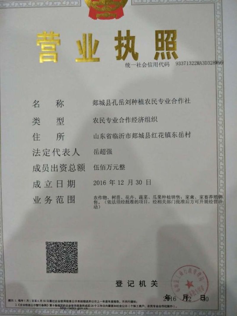 精品韩国新鲜应季蔬菜绿甘蓝/基地直供/一手货源/品质保证