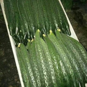 密刺黄瓜22~25公分干花带刺