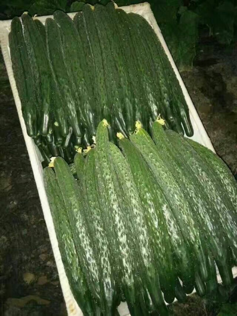 密刺黄瓜22~25公分干花带刺
