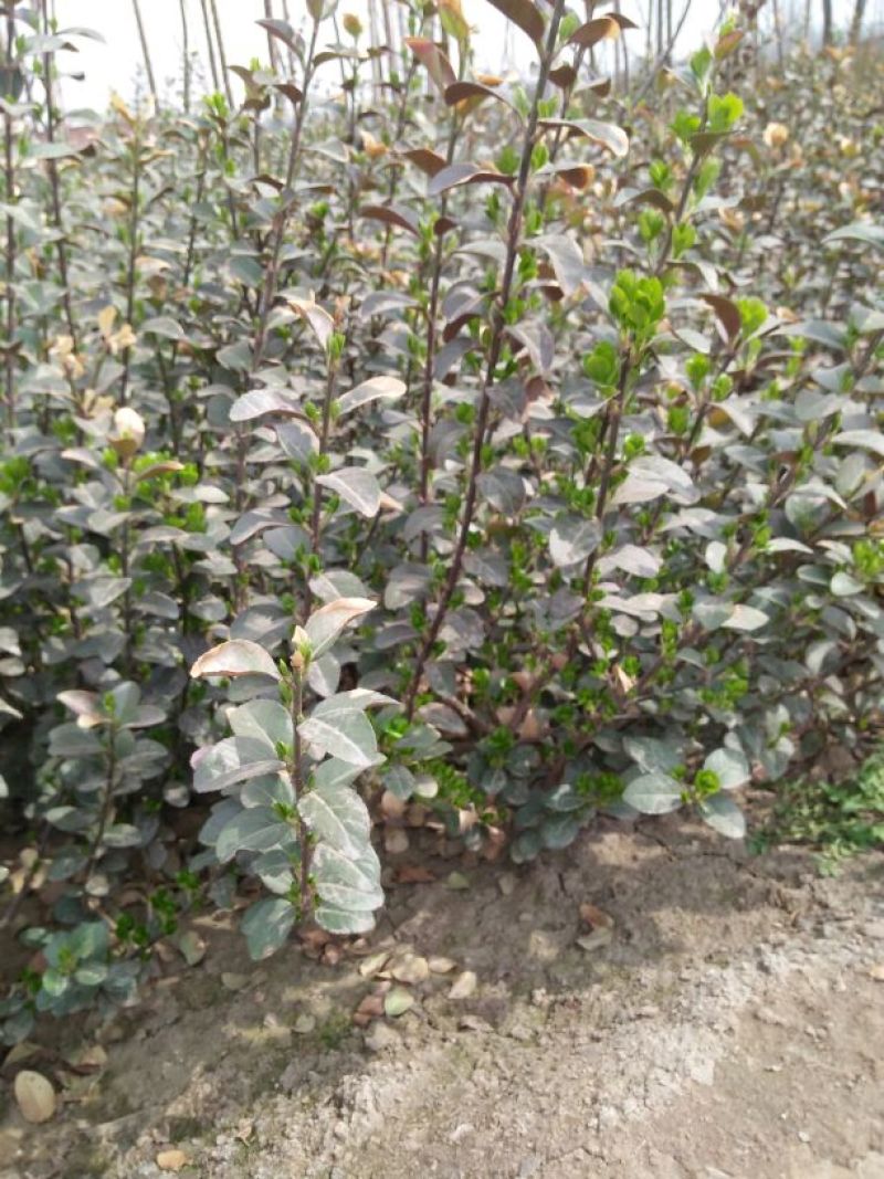 花椒树50~80cm