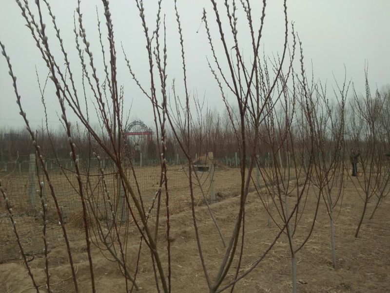 花椒树50~80cm