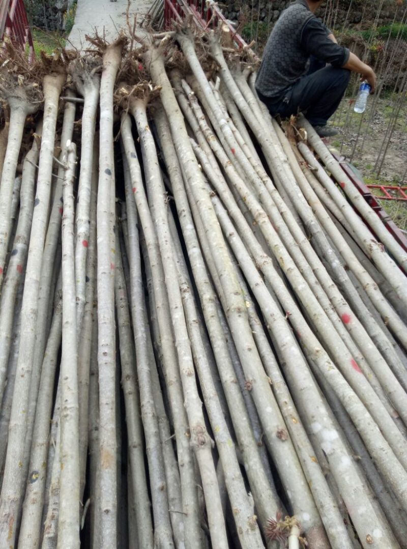 七叶树250~350cm50~100cm