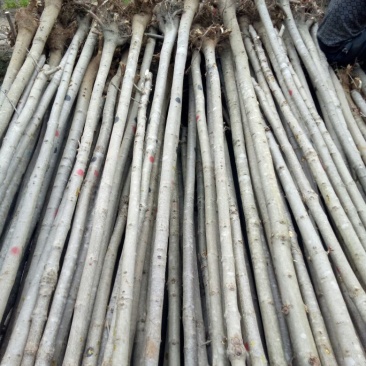 七叶树250~350cm50~100cm