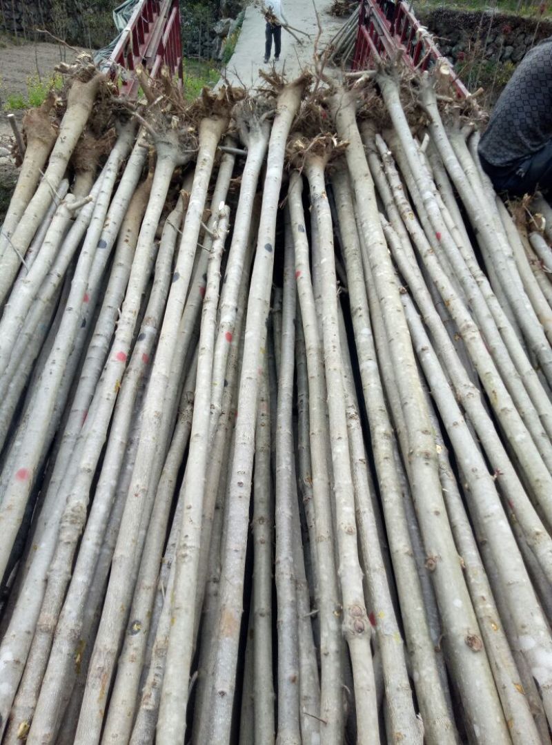 七叶树250~350cm50~100cm