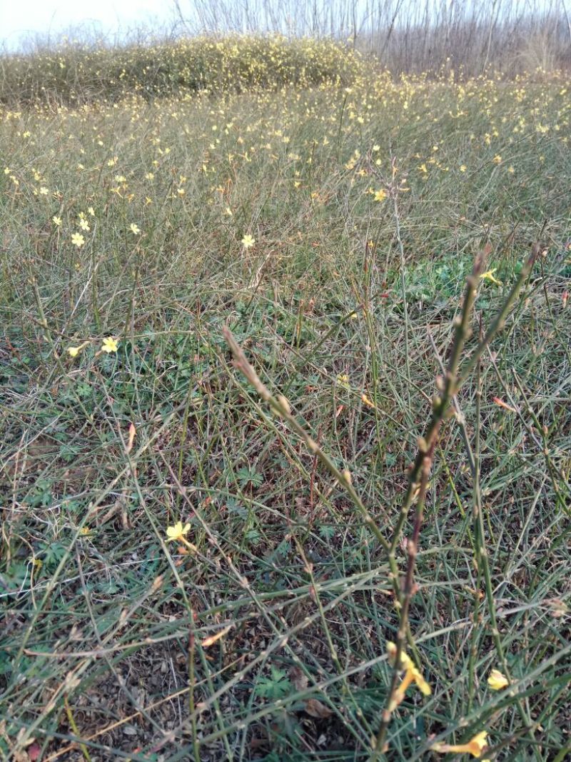 迎春花苗50~60cm