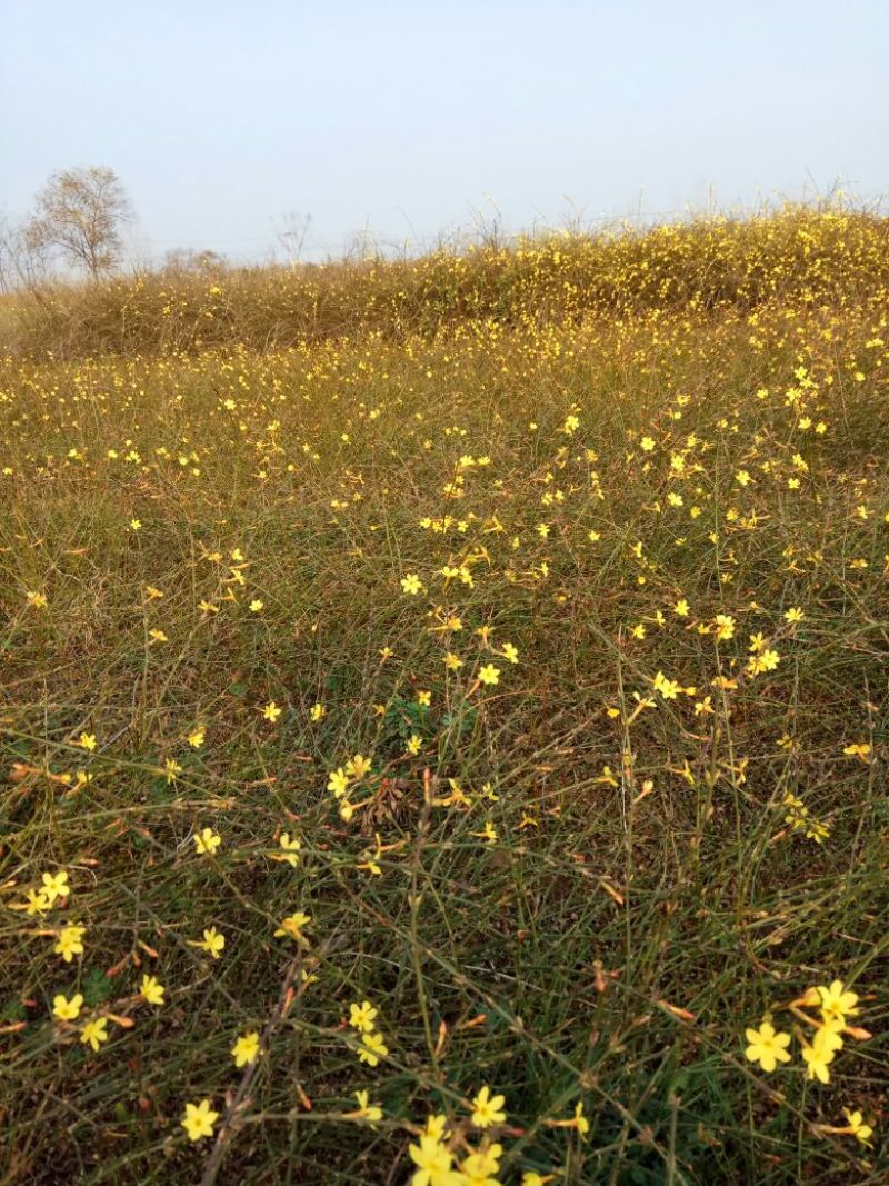 迎春花苗50~60cm