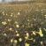 迎春花苗50~60cm