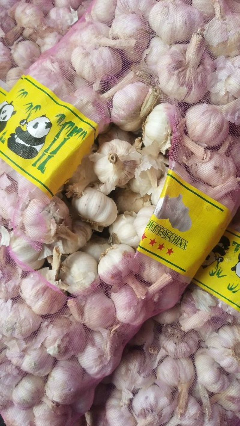 大蒜中牟北乡红皮