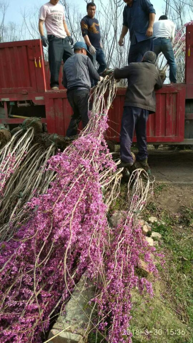 紫荆花树苗80~100cm