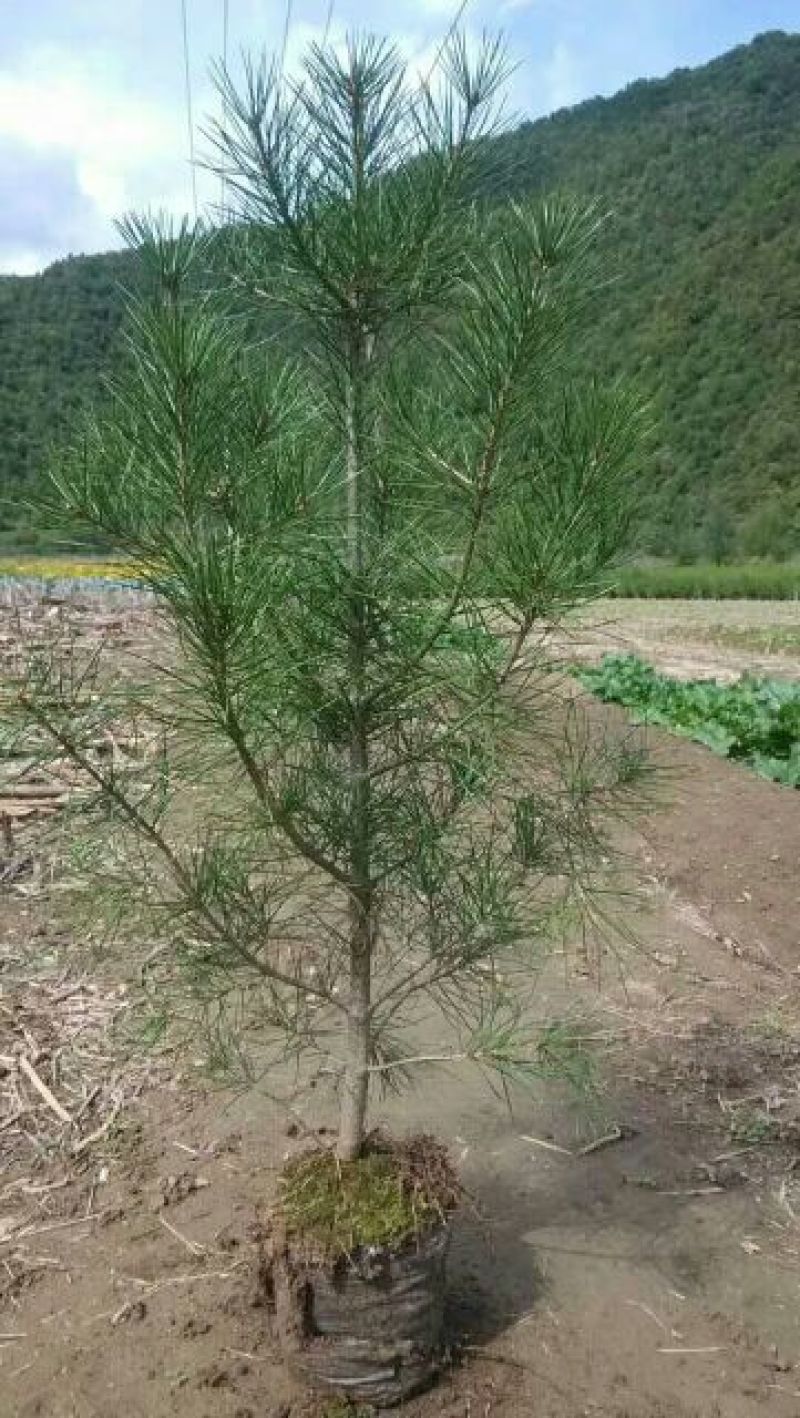 白松树苗100~150cm