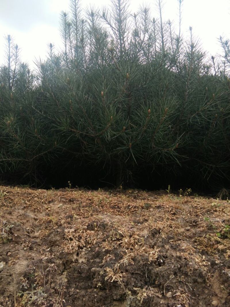 白松树苗100~150cm