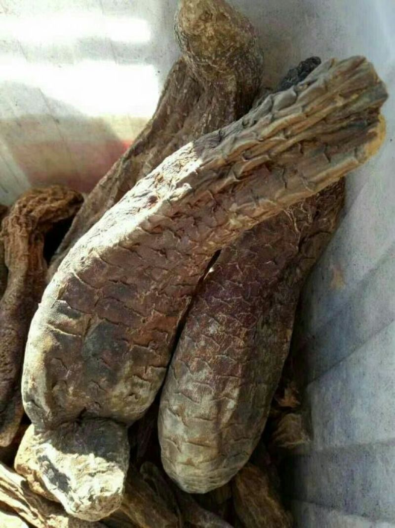 新疆肉苁蓉，青海格尔木发货需要的联系我大量批发