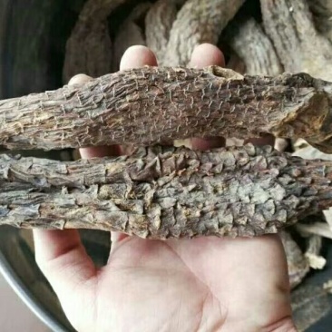 新疆肉苁蓉，青海格尔木发货需要的联系我大量批发