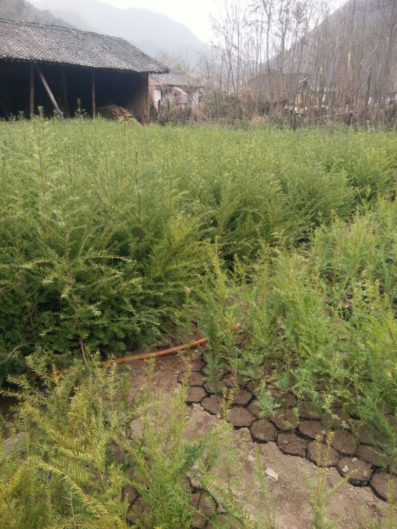 东北红豆杉苗80cm以上