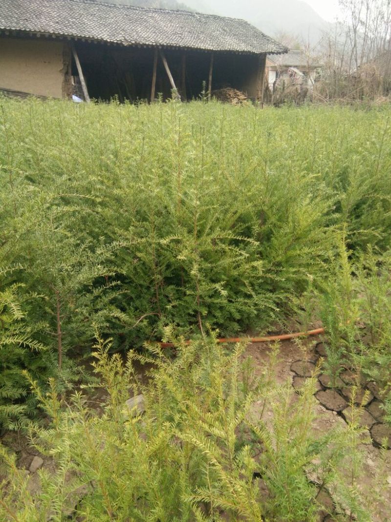 东北红豆杉苗80cm以上