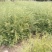 东北红豆杉苗80cm以上