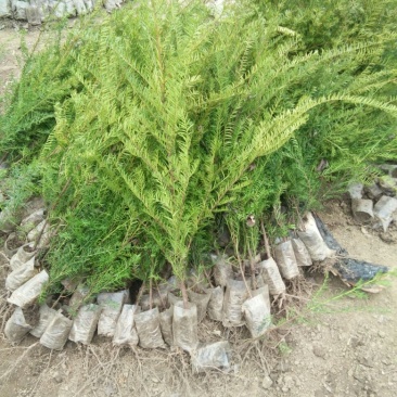 东北红豆杉苗40~50cm