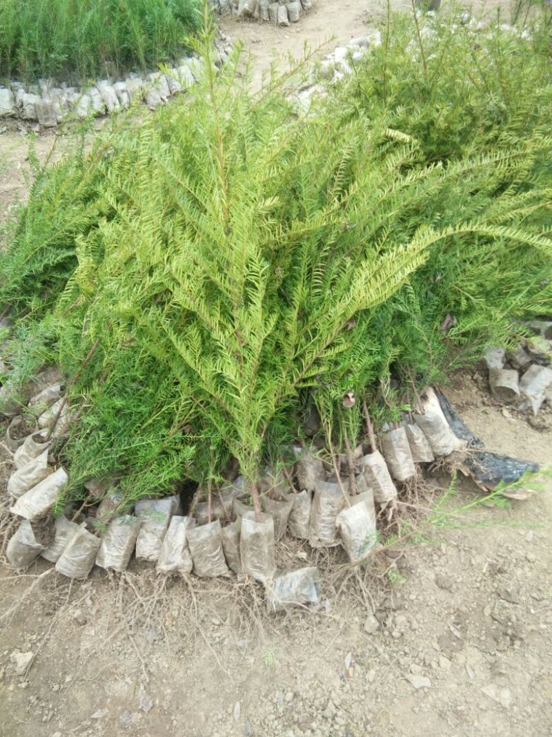 东北红豆杉苗40~50cm