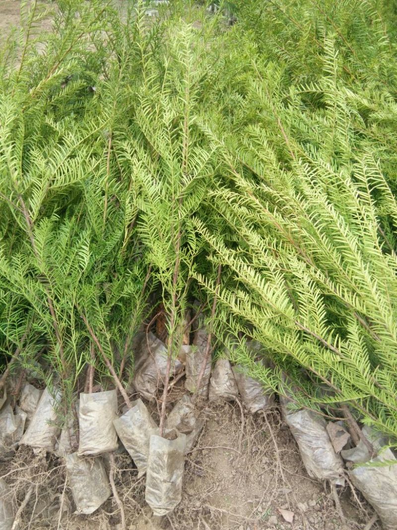 东北红豆杉苗40~50cm