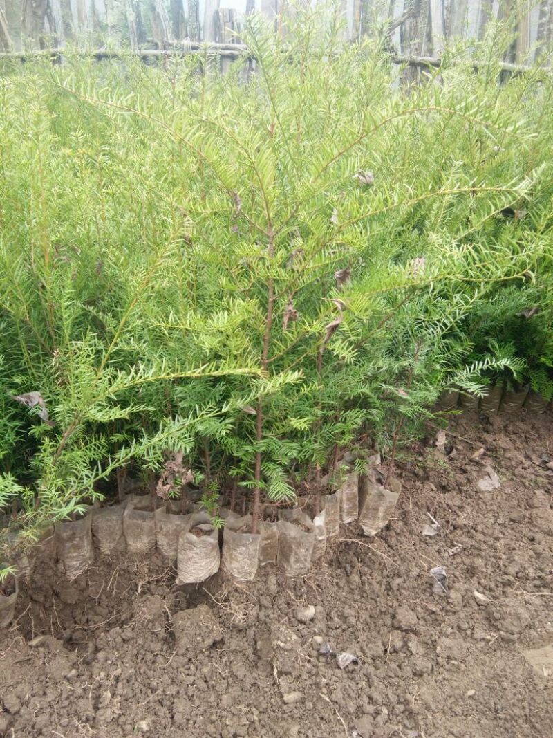东北红豆杉苗40~50cm