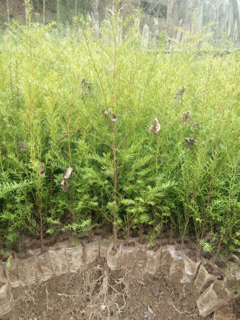 东北红豆杉苗40~50cm