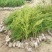 东北红豆杉苗40~50cm