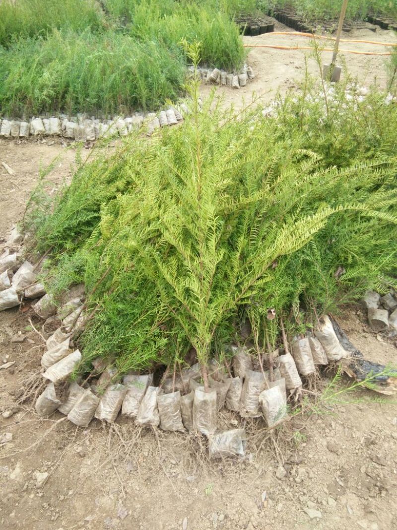 东北红豆杉苗40~50cm