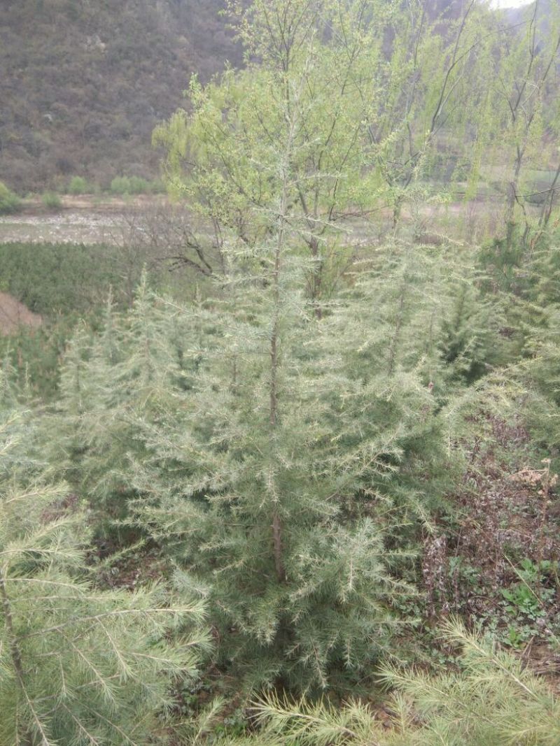 雪松籽播苗100~150cm