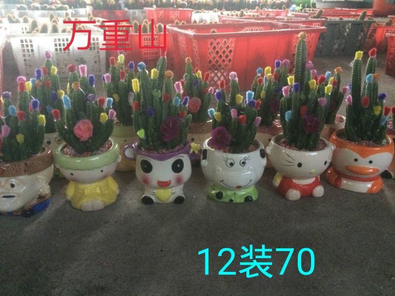 仙人球掌形100多个品种