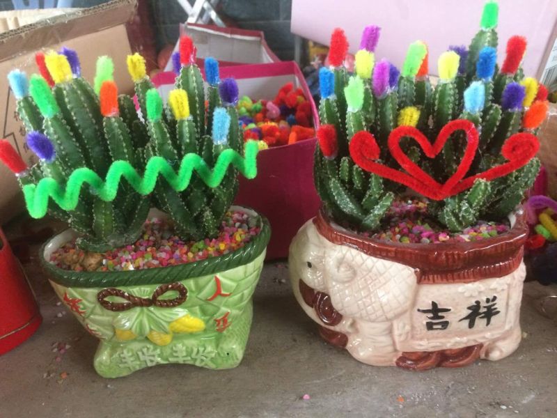 仙人球掌形100多个品种