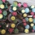 仙人球掌形100多个品种