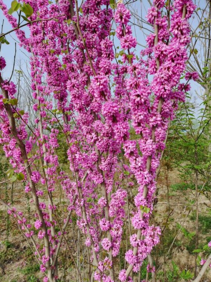 紫荆，大小规格都有，庭院种植或园林绿化