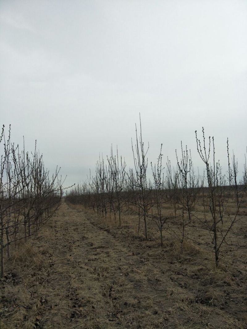 梨树品种梨树8分树形良好苗圃直发成活高，有需要的抓紧了