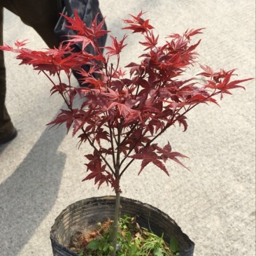 红枫苗10~20cm