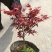 红枫苗10~20cm