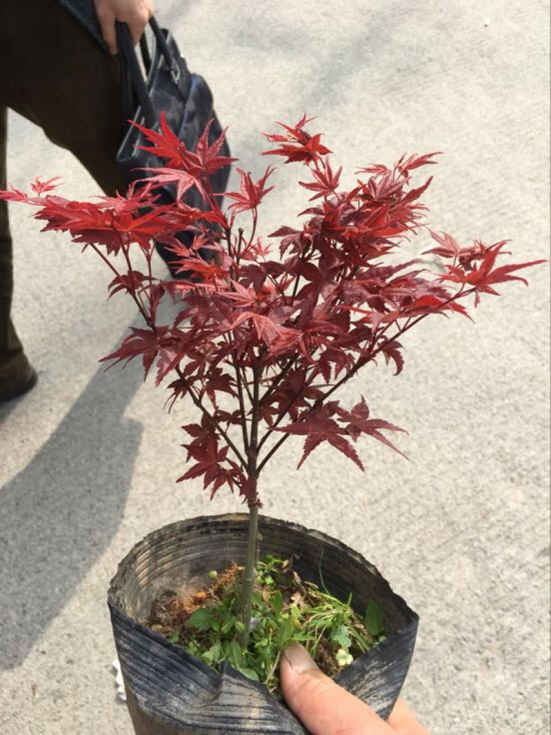 红枫苗10~20cm