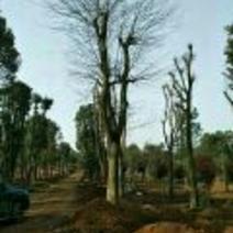 沙朴35公分移栽朴树，一手货源，优价供应。