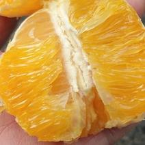 麻阳甜橙纯甜无籽化渣55--65cm