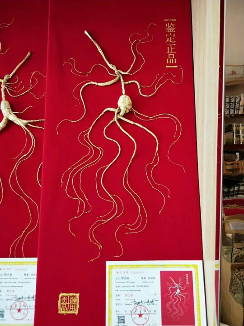 野山参干