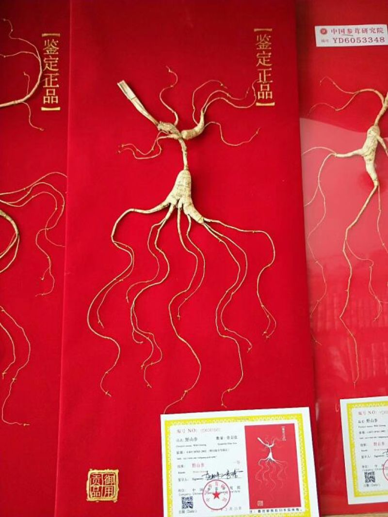 野山参干