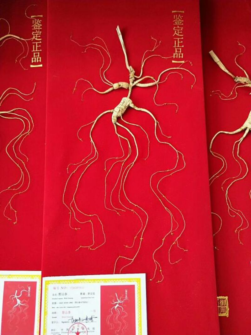 野山参干